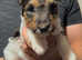 Fox terrier puppies (wire haired)