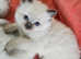 BEAUTIFUL RAGDOLLS KITTENS.2 Boys available.