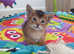 Tica reg. 2 left Abyssinian kittens