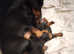 Miniature dachshund black and tan