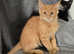 Maine Coon black and ginger kittens  available