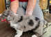 Sweet and Smart Corgi Cardigan Babies - LKF & FCI Registered