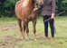 13hh 4yo gelding, new forest