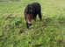 Mira, Registered Shetland Mare Born 2018