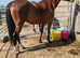 Irish sport horse