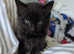Beautiful Mixed Breed Kittens For Sale - Ready To Go, Last beautiful boy remaining!!
