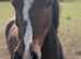 Beautiful 13.2hh Bay pony