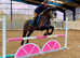Beautiful Connemara gelding
