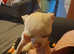 CHIHUAHUA CREAM FEMALE 9 MONTHS OLD