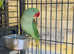 Stunning young alexandrine parrot