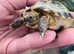 Juvenile horsfield tortoise still available