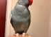 Stunning pied blue Indian ringnick parrot