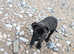 Gorgeous girl looking for her forever home