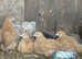 Buff Orpington, Exchequer Leghorn & Cream Legbar young female chickens