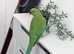 Stunning baby green Indian ringnick