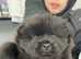 Kc registrated chunky black chows