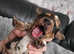 Dachshund puppies (varied prices.)