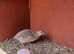 Coturnix quail pair