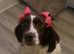 5 year old springer spaniel for sale