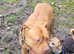 2.5 year old female dogue de bordeaux