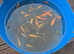 50 pond fish 3-10 inches £40 for all