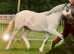 Potential Hoys pony