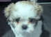 Female shichon