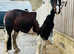 14.3 top quality Welsh x cob