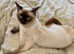 Urgent Adorable 10 month old Ragdoll mix kitten for Sale Offers Welcome.