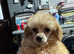 Teeny tiny toy poodle female