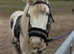 Stunning 12.2hh miniature cob gelding