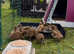 Khaki Campbell ducklings for sale