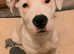 St Bernard cross staffie
