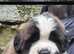 Beautiful kc registered saint bernard pups