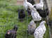 French Copper Black and splash Maran poults