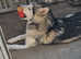 Bi eyed sable malamute
