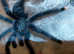 Avicularia avicularia - Guyana Pinktoe tarantula 4-5 inches