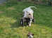 English bull terrier x exotic bully pups