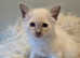 Beautiful Siamese