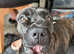 Stud for sale 850