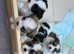 Shihpoos puppy