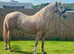 15.2hh palomino gelding section D x Warmblood