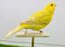 Isabel canaries
