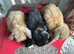 3 Lovely mini lop babies .