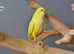 Baby Yellow Quaker,17