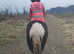 Nala 13.1hh cob filly. Very quiet she is