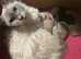1/4 Siamese, 1/4 LaPerm and 1/2 sphynx.