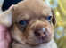 Beautiful Dachshund x Chihuahua puppies. Reduced as need to find loving homes urgently