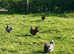 Pekin x  bantams