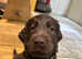 Flat Coat Puppies for sale KC reg, micro-chipped